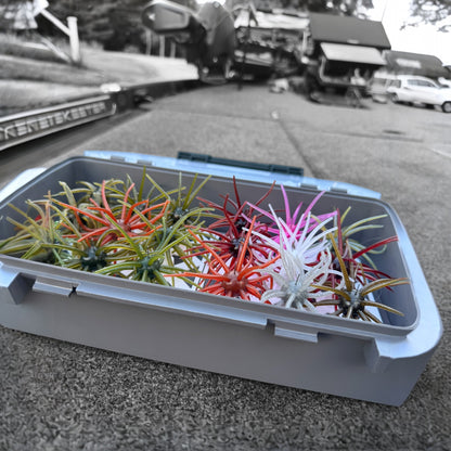 The Seabed | Urchin Bait Organizer